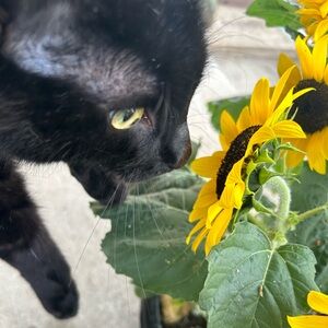 Meet your Posher, Onassis